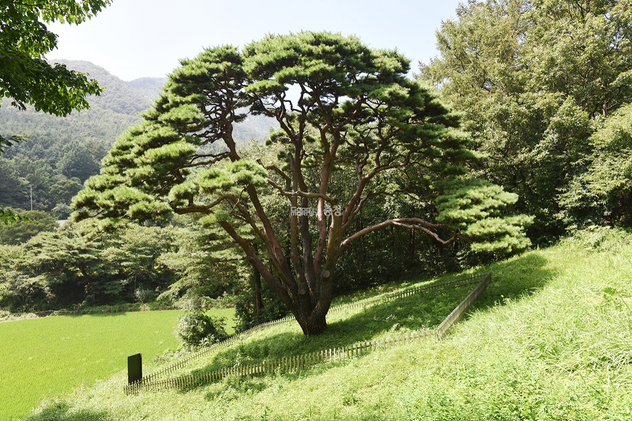 [나무, 천년의 세월을 담다 85] “저 반송처럼 쌀밥 한 그릇 그득 먹어 봤으면 소원이 없겠소” 부여군 수신리 반송