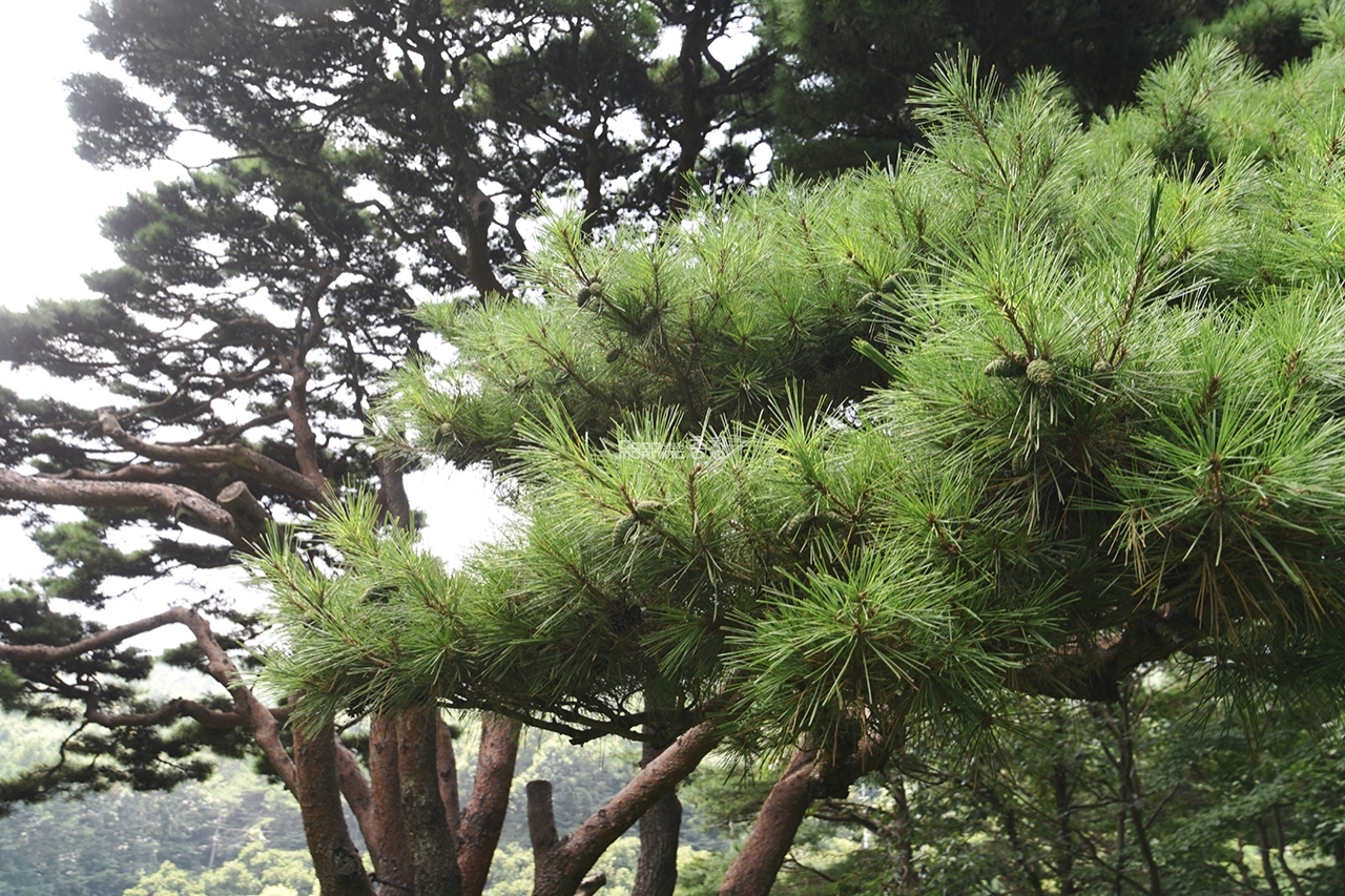 [나무, 천년의 세월을 담다 85] “저 반송처럼 쌀밥 한 그릇 그득 먹어 봤으면 소원이 없겠소” 부여군 수신리 반송