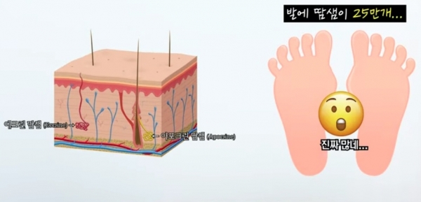 발에 25만개의 땀샘이 분포돼 있다. 사진=피알남/굿모닝충청 김수미 기자