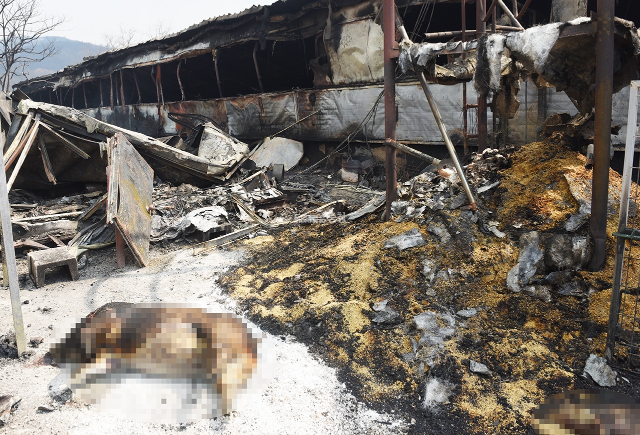 양곡리 돼지 축사가 화재로 전소됐다(사진=채원상 기자)