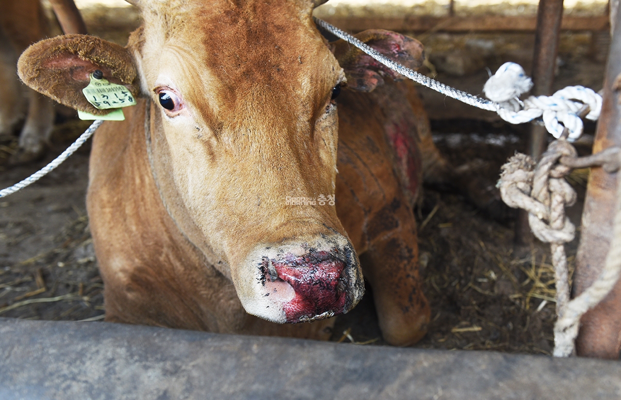 화재로 소 콧등과 등이 화상을 입었다(사진=채원상 기자)