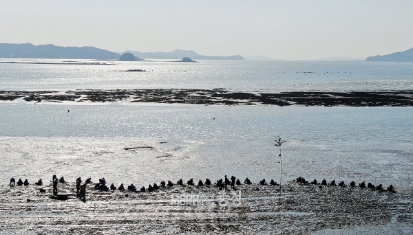 일본 정부가 후쿠시마 원전 오염수 해양 방류를 본격화한 가운데, 충남연구원이 지난 2021년 8월 발표한 이슈 리포트 ‘일본 방사능 오염수 배출에 따른 수산물 선호 변화’에 새삼 관심이 쏠리고 있다. (태안군 제공: 어민들이 청정 갯벌에서 바지락을 채취하고 있다/ 굿모닝충청=김갑수 기자)