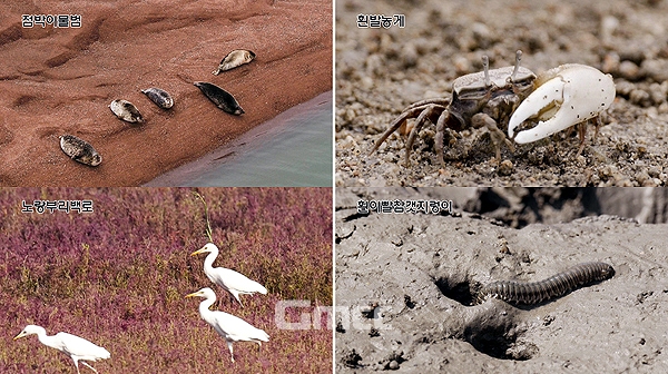 가로림만은 지난 2007년 해양수산부의 환경가치평가 연구에서 전국 1위를 차지한 국내 최초·최대 해양생물보호구역으로, 149종의 대형저서동물들이 살고 있는 등 생태학적 가치가 높은 곳이다. (자료사진: 서산시 제공)