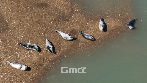 충남 서산시 가로림만에서 멸종위기 해양보호 생물이자 천연기념물인 점박이물범이 포착됐다. (서산시 제공/ 굿모닝충청=김갑수 기자)