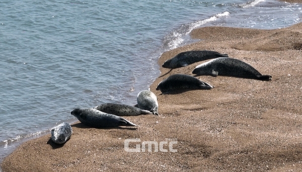 문재인 정부에 이어 윤석열 정부의 대선공약인 가로림만 국가해양정원 조성사업이 제대로 착수될 수 있을지 관심이 쏠리고 있다. (서산시 제공)
