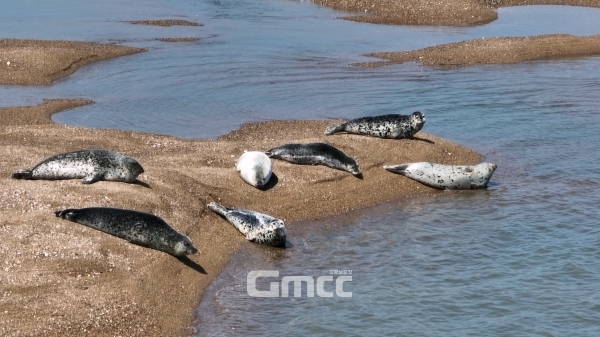 충남도는 “할 만큼 했다”는 반응이다. 사업비를 과감히 줄임으로써 경제성을 높였고, 점박이물범 등 가로림만 해양생태계의 중요성을 강조하며 이를 활용한 국내 최초의 국가해양생태공원을 성공적으로 조성하겠다는 의지를 충분히 전달했다는 것이다. (서산시 제공: 모래톱에서 휴식을 취하고 있는 점박이물범)