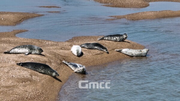 윤석열 대통령 충남지역 대선공약인 가로림만 국가해양생태정원(가로림만 국가정원) 조성 사업의 정상 추진 여부가 11일 오후 판가름 날 전망이다. (서산시 제공: 점박이물범/ 굿모닝충청=김갑수 기자)