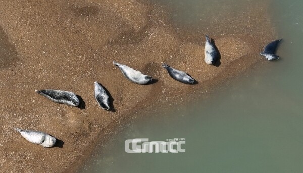 윤석열 대통령의 충남지역 공약이 또 다시 파기됐다. 도의 숙원인 가로림만 국가해양생태정원(가로림만 국가정원) 조성 사업이 11일 기획재정부 산하 재정사업평가위원회 타당성 재조사를 통과하지 못한 것. (자료사진=서산시 제공/굿모닝충청=이종현 기자)