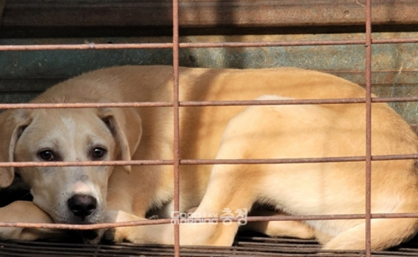 문제는 농장에서 기르고 있는 개들에 대한 대책 마련이다. (자료사진=본사DB/굿모닝충청=이종현 기자)