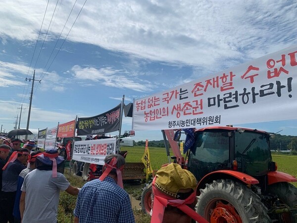농민들이 다 익은 벼가 가득한 논을 갈아엎으며 쌀값 보장과 쌀수입 저지를 촉구했다. 사진=전농충북도연맹/굿모닝충청 김종혁 기자