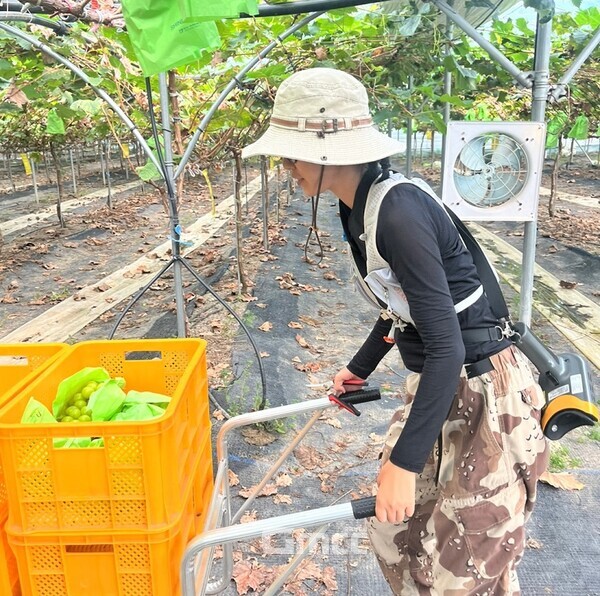 샤인머스캣 농장에서 일하는 김태은 대표. 사진=김태은/굿모닝충청 김종혁 기자