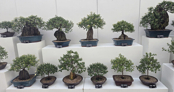 국화를 활용한 분재 전시회도 개최되고 있다. 이 전시회는 10일까지 진행되며, 김용모 시민 작가의 작품이 전시된다. (굿모닝충청=박수빈 기자)