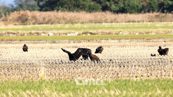 충남 서산시 부석면 천수만 버드랜드 주변에 천연기념물 독수리 14마리가 찾아 눈길을 끌고 있다. (서산시 제공/ 굿모닝충청=김갑수 기자)