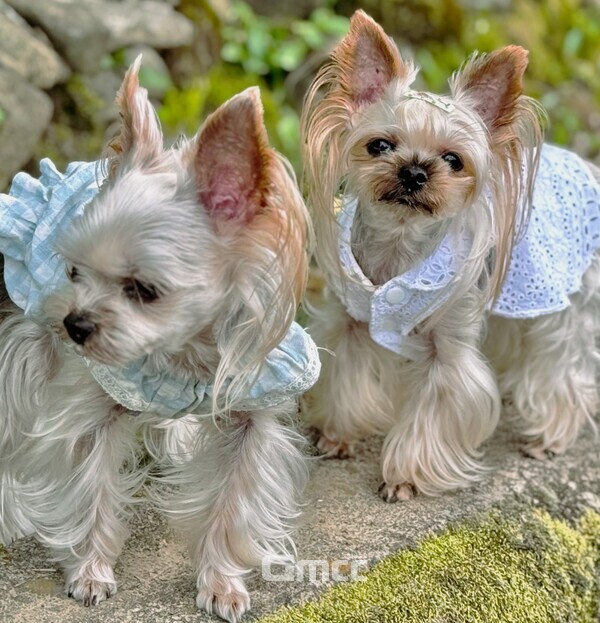  반려동물 맞춤옷 ‘달별해’ 모델 달이와 별이. (사진=이정주 대표 제공/굿모닝충청 김태린 기자)