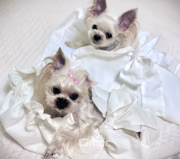 ‘달별해’에서 제작한 린넨 싸개에 달이, 별이 출연. (사진=이정주 대표 제공/굿모닝충청 김태린 기자)