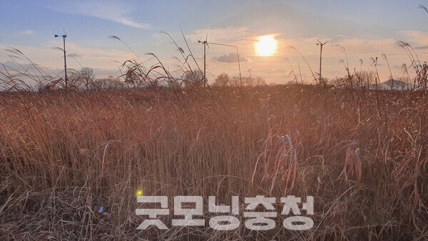 억새밭 뒤로 석양이 드리운 모습이 매우 아름답다.(사진=굿모닝충청 조하준 기자)