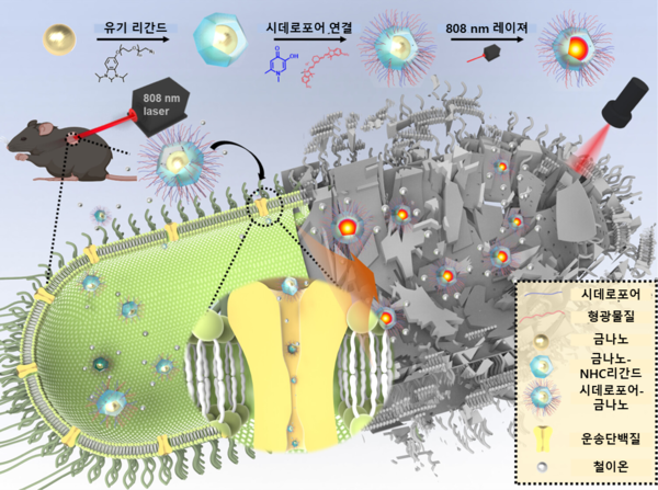 시데로포어-금 나노입자 기반 슈퍼박테리아 치료제 제작 및 적용 개요도. 자료=한국생명공학연구원 제공/굿모닝충청 김훈탁 기자