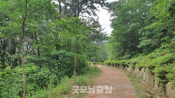 백양산 임도의 모습.(사진=굿모닝충청 조하준 기자)