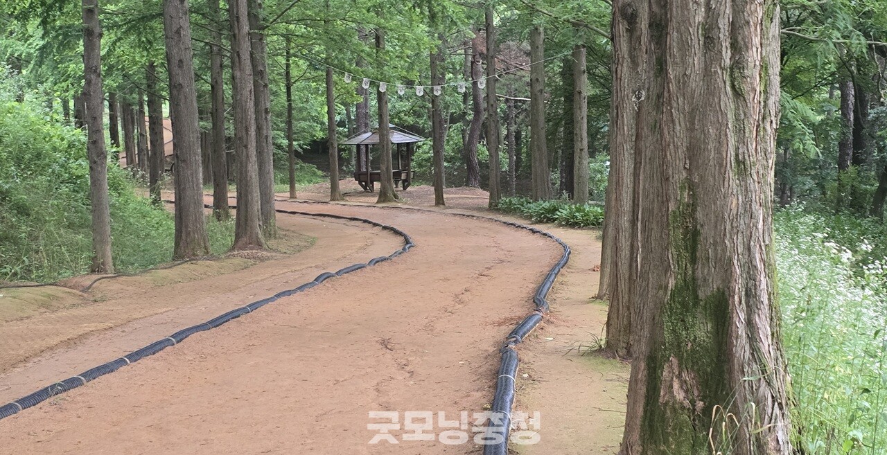 휴양림 내에는 다양한 산책로와 트레킹 코스가 잘 조성되어 있어, 가벼운 하이킹부터 본격적인 등산까지 각자의 체력과 취향에 맞게 자연을 즐길 수 있다. (굿모닝충청=세종 박수빈 기자)