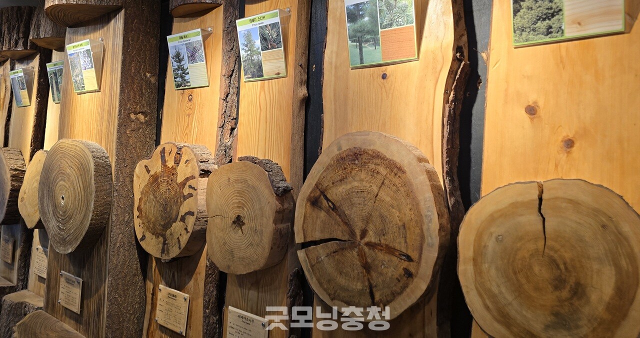 산림박물관에서는 국내 및 세계 동식물의 모형과 사진, 표본 등 69종3000여 점이 전시돼 있어 자연에 대한 깊이 있는 학습이 가능하다. (굿모닝충청=세종 박수빈 기자)