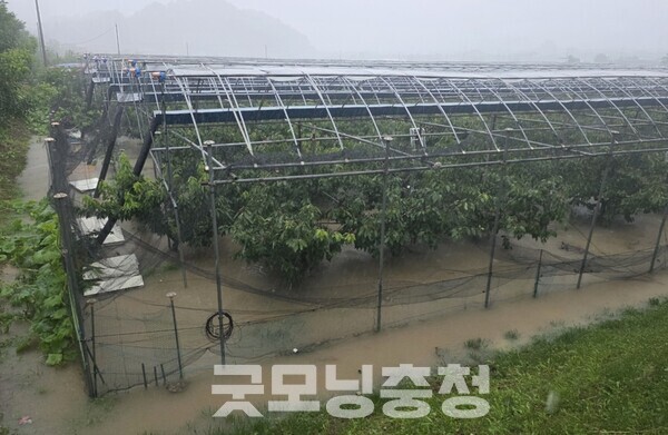 충남 예산군 예산읍 하우스 침수. (사진=굿모닝충청 이종현 기자)
