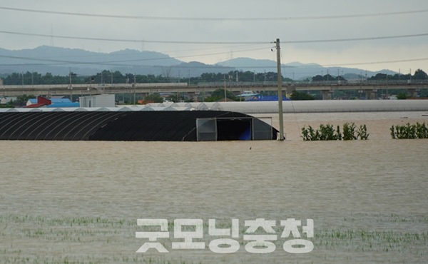 충남 예산군의 비 피해가 심각하다. 특히 삽교읍과 신례원 창소리, 오가면 신원리 일대에서 도로 끊김, 주택 및 하우스 침수, 주민 고립 등 피해가 잇따르고 있다. (사진=굿모닝충청 이종현 기자)