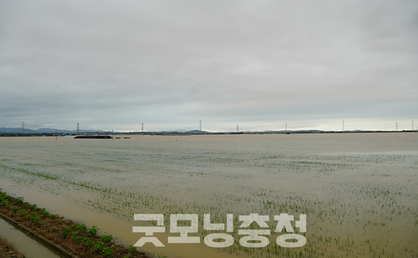 곳곳이 물바다로 변한 가운데, 물 위로 간간히 얼굴을 내민 벼들이 이곳이 논이라는 사실을 말해줄 뿐이다. (사진=굿모닝충청 이종현 기자)