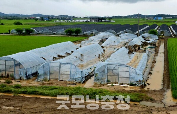 붕괴된 비닐하우스가 침수 피해의 심각성을 보여줬다. (사진=굿모닝충청 이종현 기자)