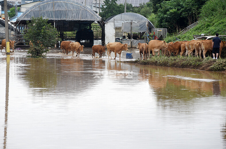 소들이 물을 건너 피신하고 있다.(사진=채원상 기자)