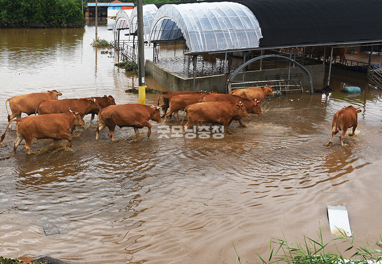 ​소들이 물이 빠져가는 축사로 돌아가고 있다​(사진=채원상 기자)​​