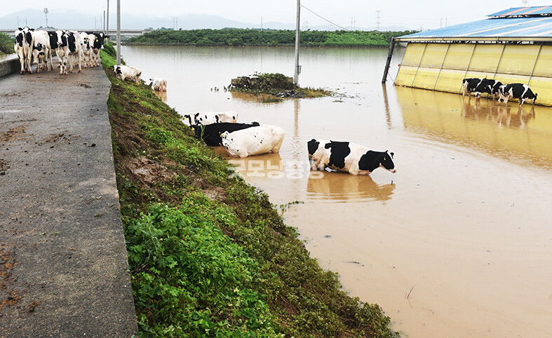 물이 찬 축사에서 빠져나온 소들이 제방에 피신하고 빠져나오지 못한 소들은 물에 놓여져 있다​(사진=채원상 기자)