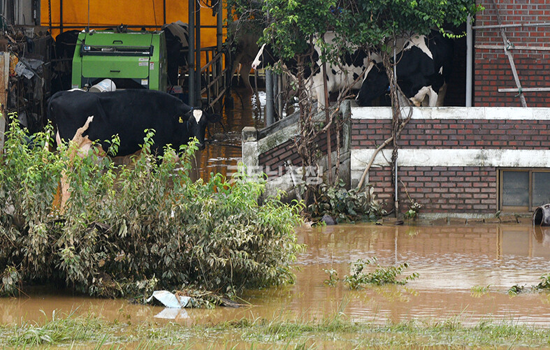 소 몇마리가 물에 잠긴 축사를 피해 집안 현관에 모여 있다​(사진=채원상 기자)