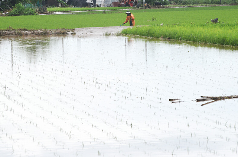한 주민이 침수됐던 논에서 부유물을 건져내고 있다​(사진=채원상 기자)