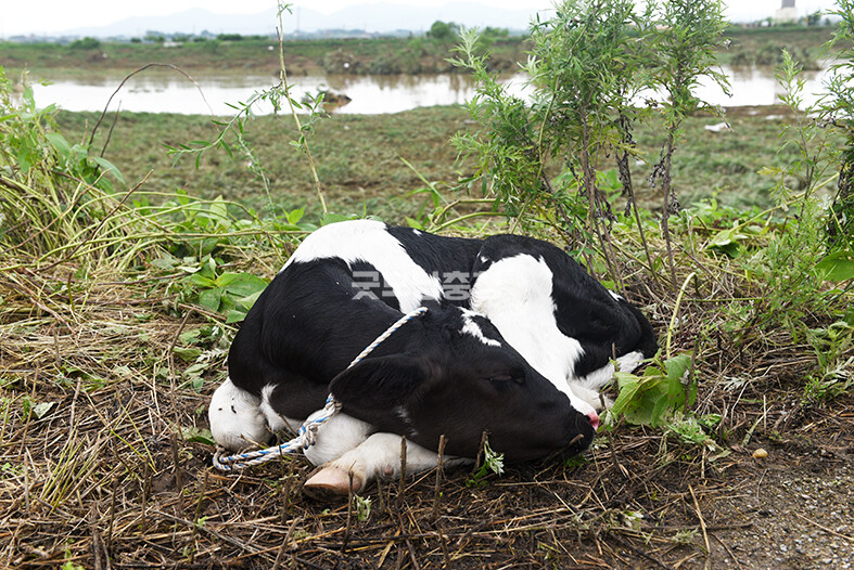 밤새 수해현장을 헤매였을 어린 젖소가 풀밭에 앉아 피곤했는지 잠을 청하고 있다​(사진=채원상 기자)