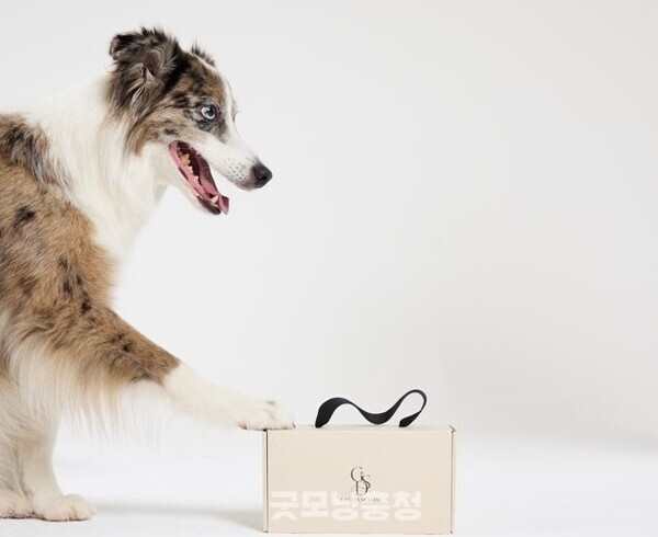 김서빈 대표의 반려견 수제 간식 '견수담 비타민 A 블루베리 약과' 이미지. 사진=김서연/굿모닝충청 김종혁 기자