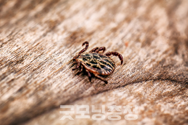 유성선병원 응급의료센터 한규홍 전문의는 “풀숲에 숨어 있는 작은 진드기가 치명적인 감염병을 일으킬 수 있어 각별한 주의가 필요하다”고 당부했다. (사진=선병원 제공/굿모닝충청 신성재 기자)