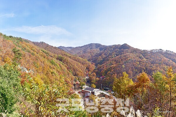 민주지산(岷周之山·1241m)은 충북 영동·전북 무주·경북 김천의 경계에 솟아 있다. 충청·전라·경상 세 도가 맞닿는 삼도봉은 매년 화합 기원제가 열리는 상징적 공간이다. (사진=민주지산자연휴양림 홈페이지/굿모닝충청 신성재 기자)