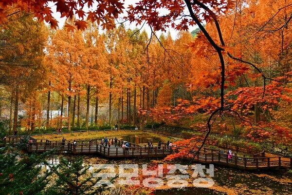 장태산 자연휴양림은 빽빽한 숲이 주는 청량감이 일품이다. (사진=대전시 제공/굿모닝충청=이종현 기자)