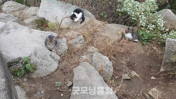 마니산엔 길고양이들이 많은데 이렇게 아직 어린 새끼 길고양이도 쉽게 볼 수 있다.(사진=굿모닝충청 조하준 기자)