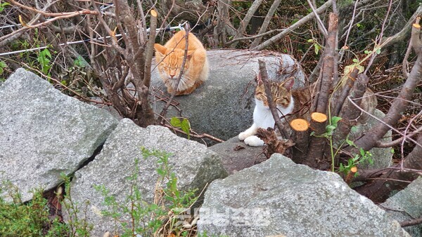 마니산 정상에 서식 중인 길고양이들.(사진=굿모닝충청 조하준 기자)