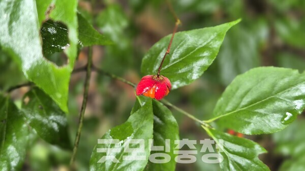 붉게 물든 화살나무 열매가 숲길에 가을이 무르익었음을 속삭인다. (사진=굿모닝충청 신성재 기자)