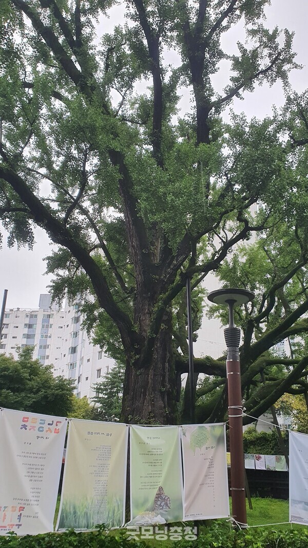 연산군 묘역 앞에 위치한 은행나무. 이 은행나무는 수령이 무려 550년이나 된 나무이다.(사진=굿모닝충청 조하준 기자)