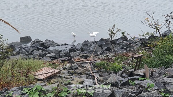 시화호 주변에서 놀고 있는 백로의 모습.(사진=굿모닝충청 조하준 기자)