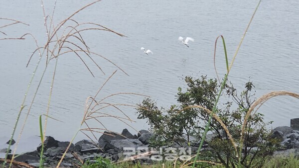 시화호 위를 날아가는 백로들의 모습.(사진=굿모닝충청 조하준 기자)