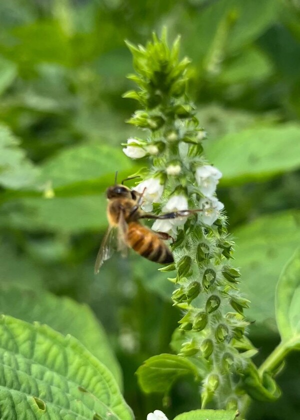 들깨꽃을 찾아온 꿀벌(사진:수자원공사 제공/굿모닝충청=이동우 기자)