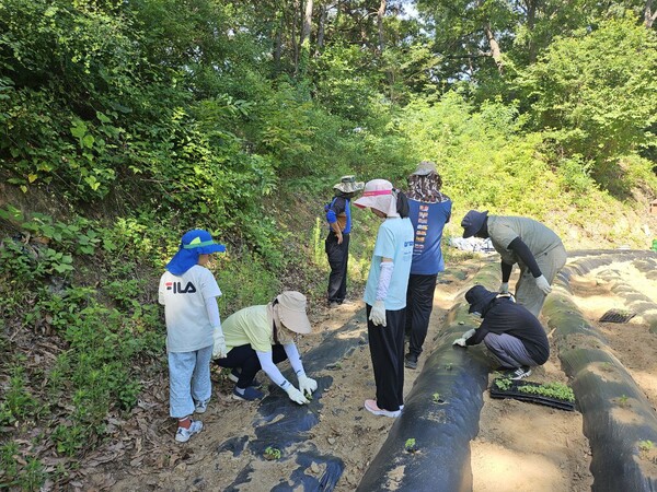 들깨 심기에는 시민참여단과 지역주민, 수자원공사 직원 등 60여 명이 참가했다.(사진:수자원공사 제공/굿모닝충청=이동우 기자)