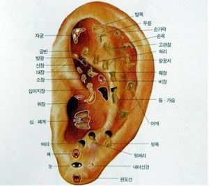 조동욱의 과학 칼럼] 270여개의 혈이 분포된 귀 자극과 건강 < 시론 ...