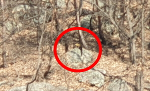 보문산서 멸종위기 노란목도리담비 사체 발견 - 뉴스 썸네일 이미지